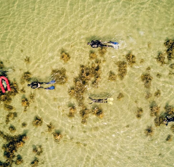 Snorkelture i Det Sydfynske Øhav | Øhavsstien